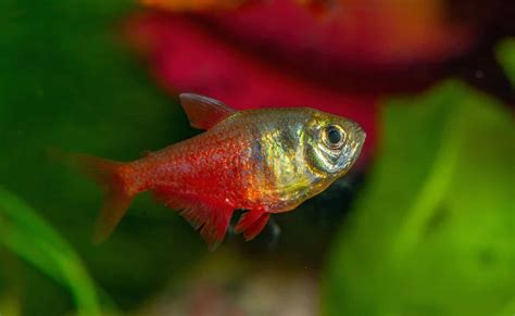 Flame Tetra (Hyphessobrycon flammeus): Ultimate Care Guide - Fish Laboratory