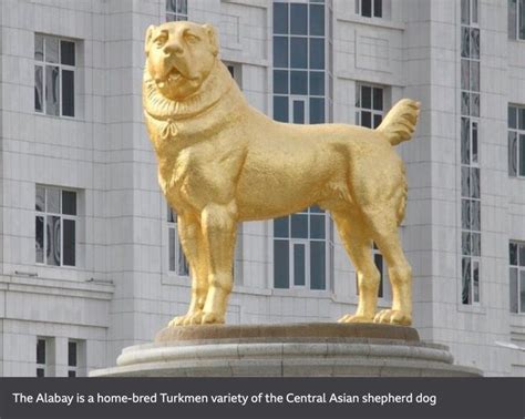 Turkmenistan leader unveils giant gold dog statue | Dogs, Livestock ...