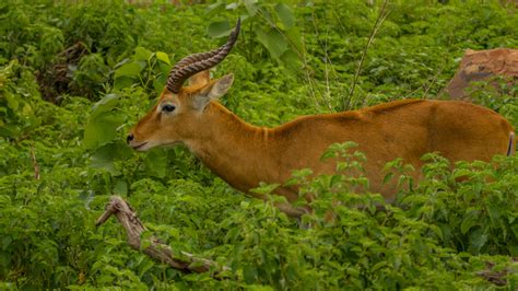 Kob antelope - Ghana Safari Tours