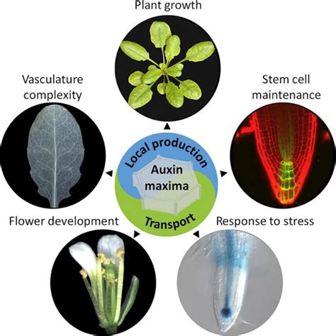 Local auxin biosynthesis is a key regulator of plant development ($) (Devel Cell) | Plantae