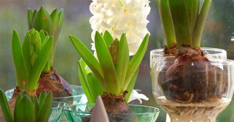 How to Grow Bulbs Indoors: Guide to Get Started - Organize With Sandy