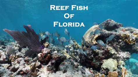 Florida Reef Fish Identification With Names & Photos