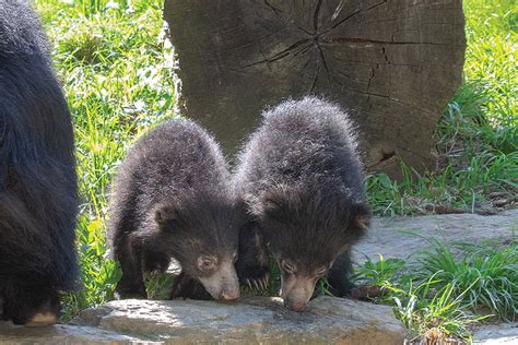 Sloth Bear Cubs Debut at the Philadelphia Zoo — and They Need Names