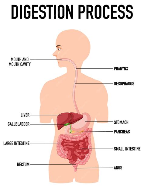 Labeled Digestive System