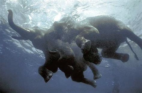 Elephant Underwater Photography |The Odd Blogg