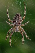 European Garden Spider | FictionRulezForever Wiki | Fandom