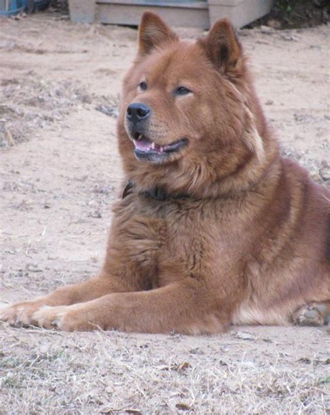 Good looking Akita Chow mix | Mixed breed dogs, Dog breeds, Dog images