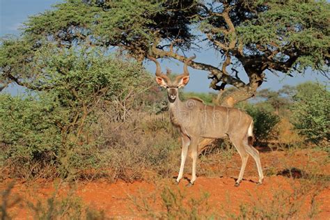 Kudu Antelope in Natural Habitat Stock Photo - Image of wild, south: 125629998