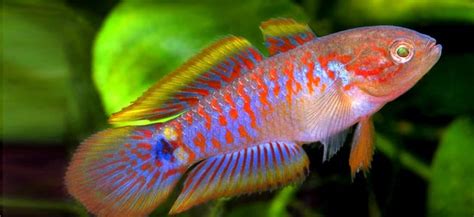 Peacock Goby Behaviour Shoaling Habitat Size Water PH Feeding and ...