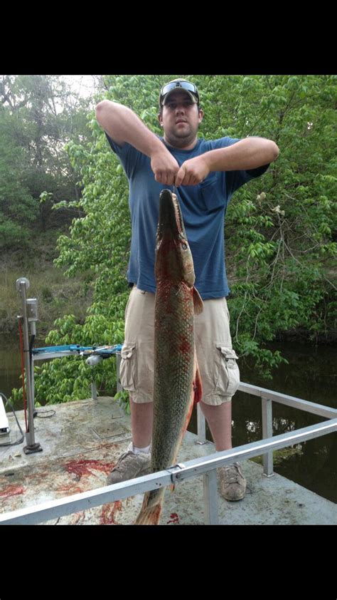 South Texas alligator Gar : r/Bowfishing