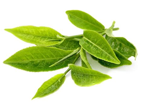 Green Tea Leaf Extract | Shop Camellia Sinensis Leaf Extract Samples - Bio-Botanica