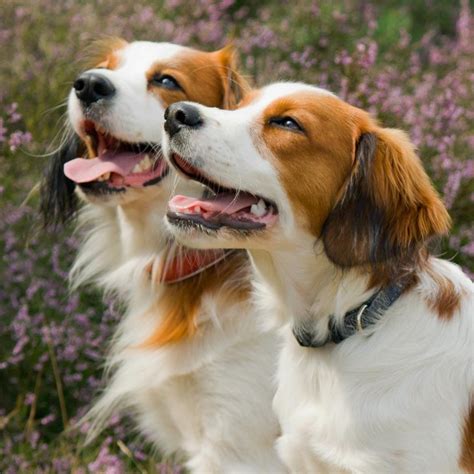 Kooikerhondje / Kooiker Hound / Small Dutch Waterfowl Dog / Dutch Decoy ...