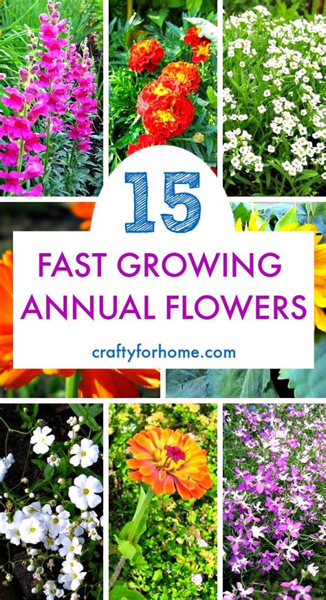 If you want to start a garden, grow these fast-growing annual flowers from seeds that will be ...