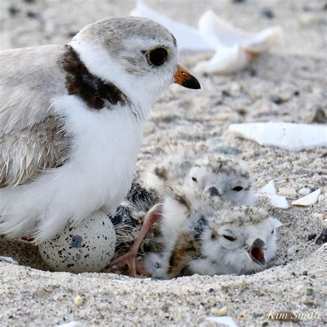 Piping Plover hatchlings 2020 and egg copyright Kim Smith | Kim Smith Films