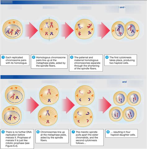 Meiosis Labeling Diagram | Quizlet