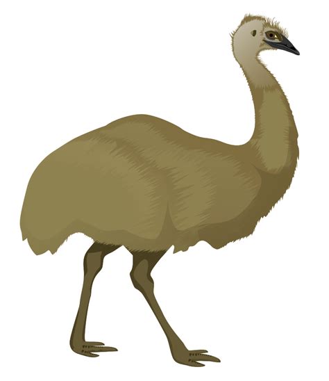 Cartoon Emu PNG Transparent Cartoon Emu.PNG Images. | PlusPNG