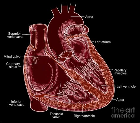 Illustration Of Heart Anatomy #5 Photograph by Science Source - Fine ...