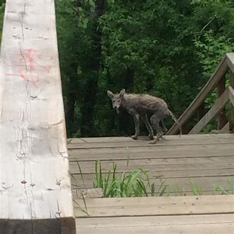 Warning to #yeg pet-owners! Coyote with severe mange spotted in residential Mill Creek Ravine ...
