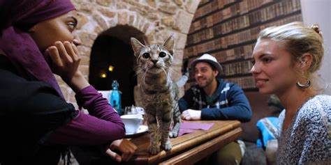 America Is Finally Getting Its First Cat Cafes | HuffPost