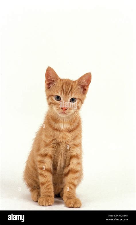 RED TABBY CAT, KITTEN SITTING AGAINST WHITE BACKGROUND Stock Photo - Alamy