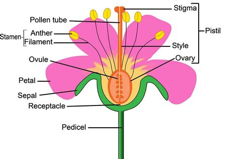 Plant Parts Flower Diagram, These Are The Main Parts Of The Plants Reproductive Parts | Parts of ...