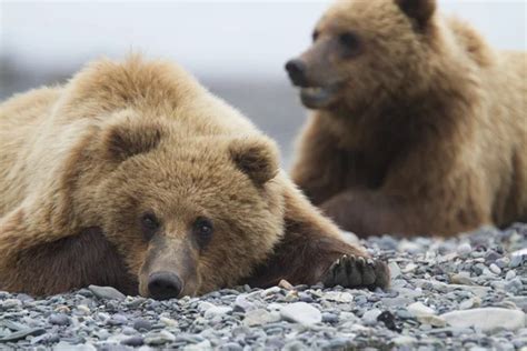 Portrait of wild brown bear in its habitat Stock Photo by ©PapaBravo ...