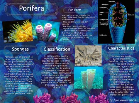 Porifera | Fun facts, Interactive multimedia, Zoology