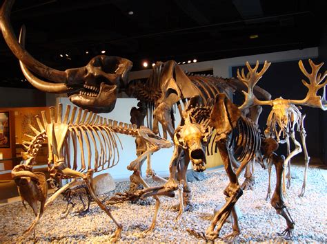 Ice Age fossils | The Age of Ice exhibit features mammal fos… | Flickr