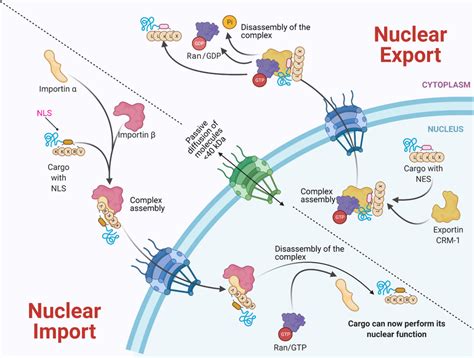 Bidirectional Nucleus-cytoplasm Transport. In the classical pathway of... | Download Scientific ...