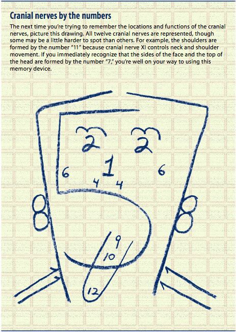 Nursing Cranial Nerves Diagram | Quizlet