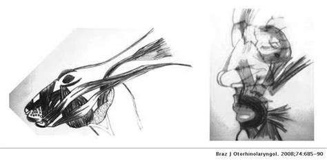 Experimental study on the influence of facial muscle activity on the facial mesostructure bones ...