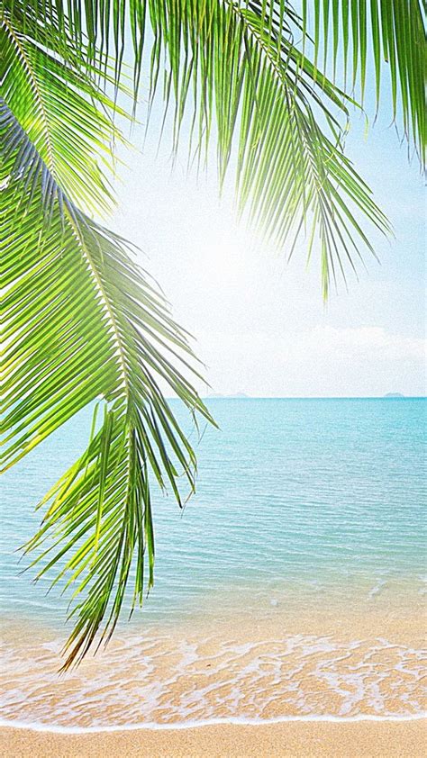 Coco Palm Playa Tropical Antecedentes | Beach wallpaper, Beach images, Beach painting