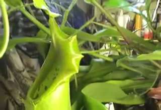 Plant eats rat - Video | eBaum's World