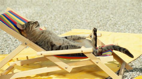 🔥 Download Funny Cat Sleeping On Beach Chair Photos HD Wallpaper by ...