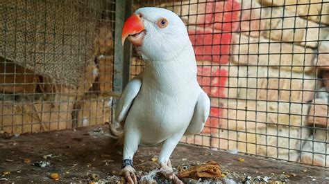 White Ringneck Parrot talking video HD - YouTube