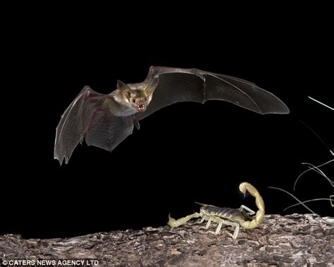 Midnight feast: Incredibly patient photographer uses own hunter's instinct to capture bat ...