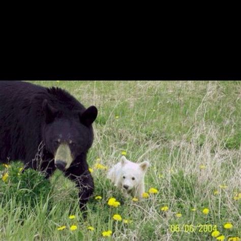 Albino bear cub | Animals | Pinterest | Bears, Cubs and Bear cubs