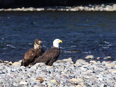 Bald Eagle - Symbolic Feet Fighting Food Thief - Following Deer Creek