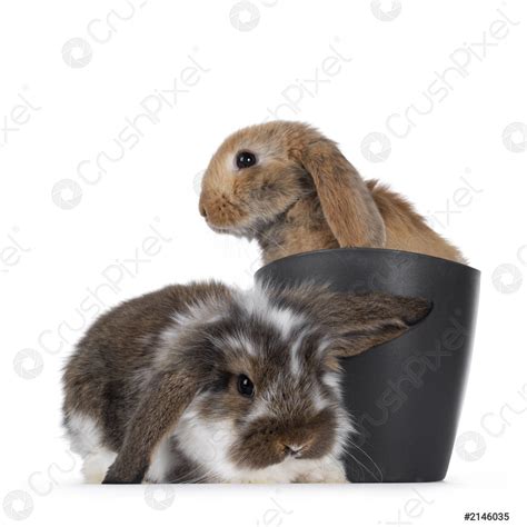 Baby bunny on white background - stock photo 2146035 | Crushpixel