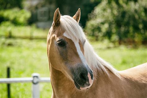 Haflinger Horse Mare - Free photo on Pixabay