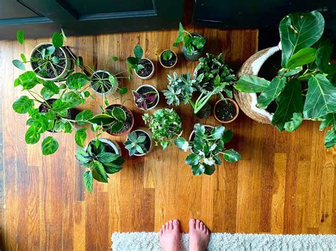 Want to Have Happier Houseplants? Follow These 10 Care Tips