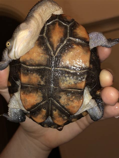 Could this be shell rot on the right underside of my turtle? : r/turtles