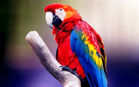 How much does it cost to keep a Parrot? - ExoticDirect