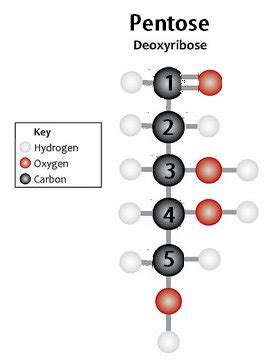 What does 5 (prime end) or 3 (prime end) mean in DNA/RNA strings? Why 5 or 3? What is the ...