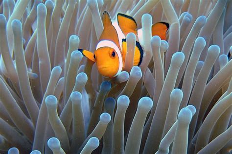 Clownfish Nemo must not be missed photo & image | fotos, nature, world images at photo community