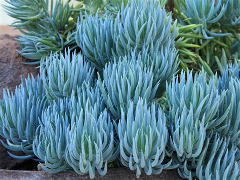 Blue Chalk Sticks: One of the Favorite Succulents for Landscape Designs | World of Succulents