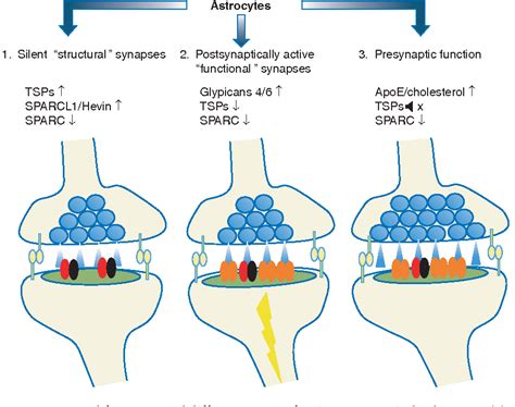 Figure 3 from Astrocytes Control Synapse Formation, Function, and Elimination. | Semantic Scholar