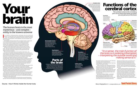 Infographic : Your Brain