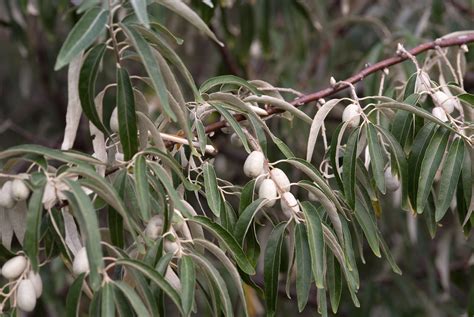 File:Elaeagnus angustifolia Fruit 1.jpg - Wikimedia Commons