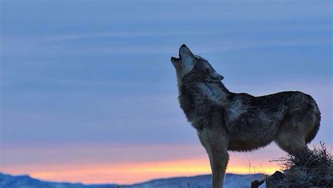 Why do wolves look up when they howl? - Rankiing Wiki : Facts, Films, Séries, Animes Streaming ...